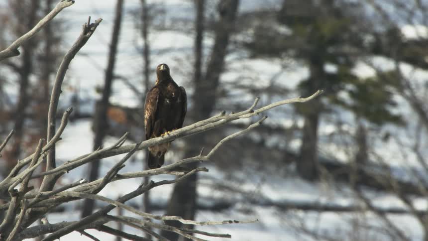 An eagle perched on leafless tree branch