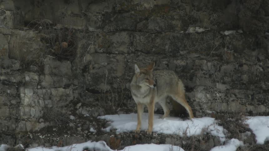 Coyote sits on snow next to rough stone wall