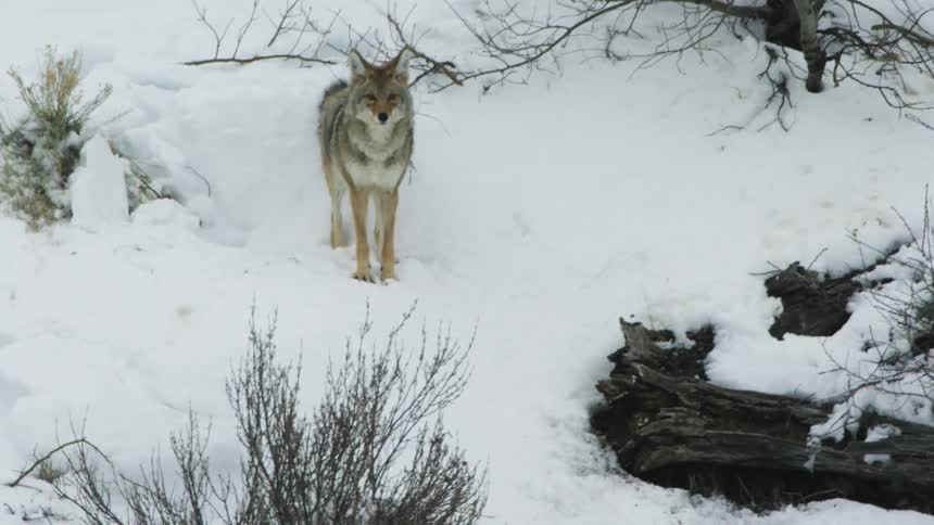 A coyote walking down a snowy hill at midday