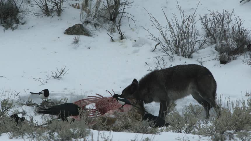 Wolf and scavenging birds eating meat from an animal carcass laying on snow covered ground