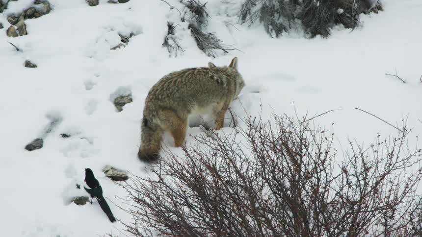 Coyote retrieving something from the snow and walking off before magpies move in to investigate