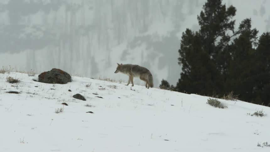 A coyote walking across snow covered hill in the mountains