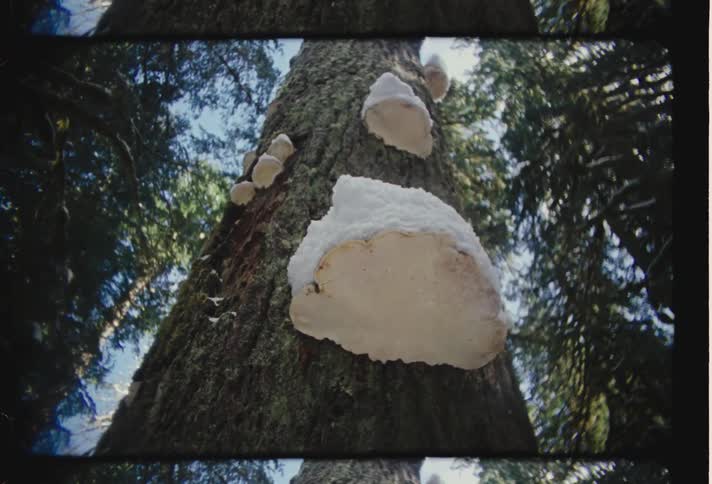 A closeup view of a tree trunk with several patches of white mushrooms
