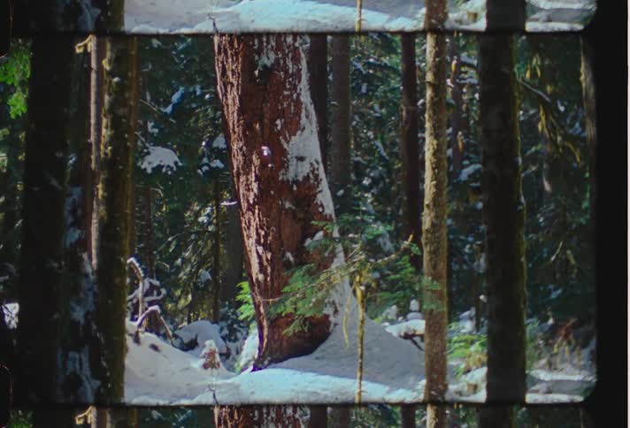 A forest in winter with snow on the ground and over the trees