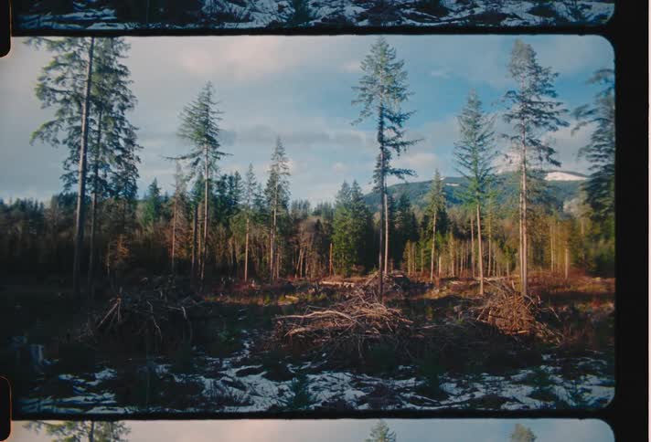 A forest with huge thin trees and the ground is a little snowy