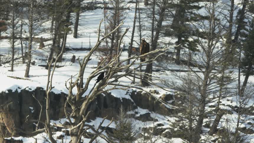 A raven joining an eagle on top of a tree in winter