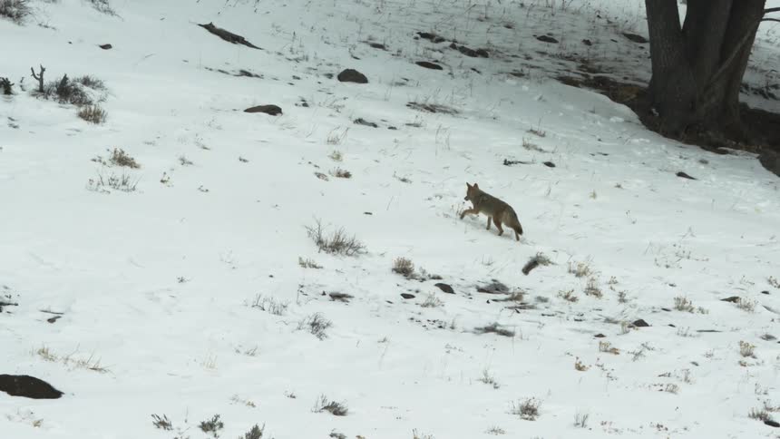 A coyote hunting in a snow covered field