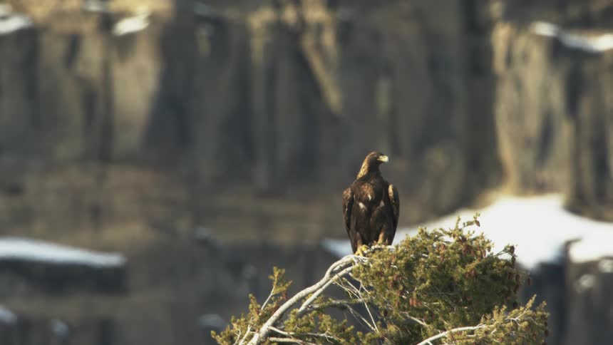 An eagle perched on top of a tree looking around