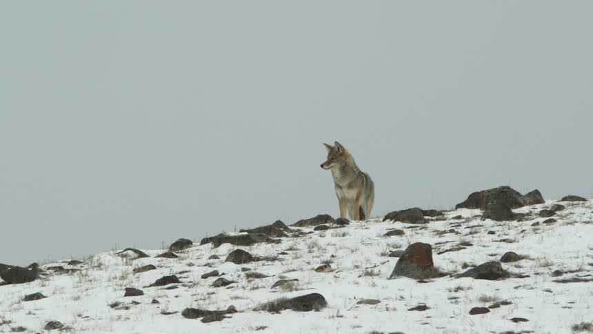 A coyote on top of a snow covered hill in winter