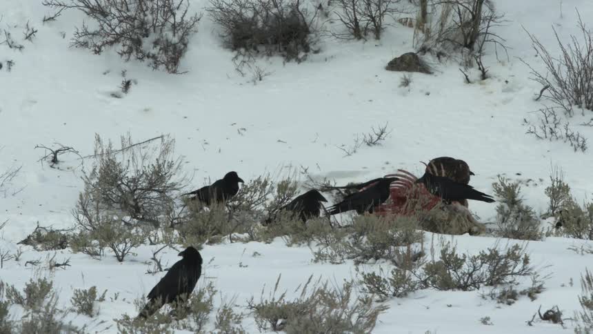 Ravens pecking at a dead animal carcass on a snow covered ground at sundown
