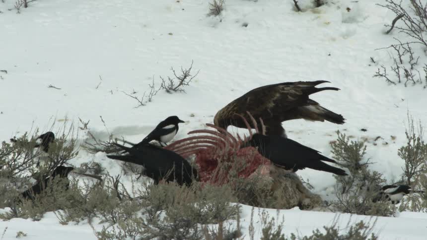 An eagle and other scavenging birds eating a carcass laying on snow covered ground