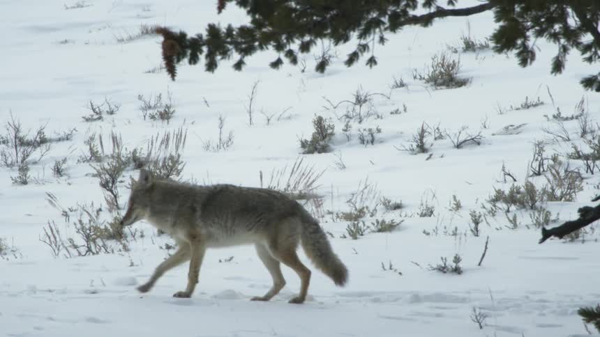 A coyote gracefully walks through the snow covered field leaving a trail of paw prints in its wake