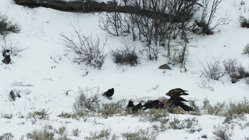 Birds eat off the bones of a carcass