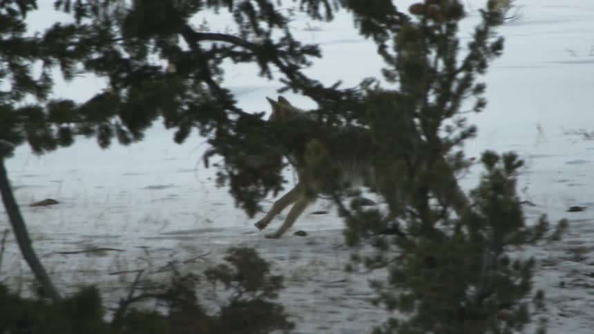 An injured coyote walking in the snowy forest