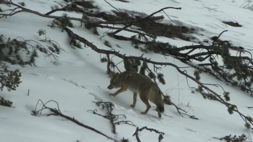A coyote is hunting while walking across the snowy ground