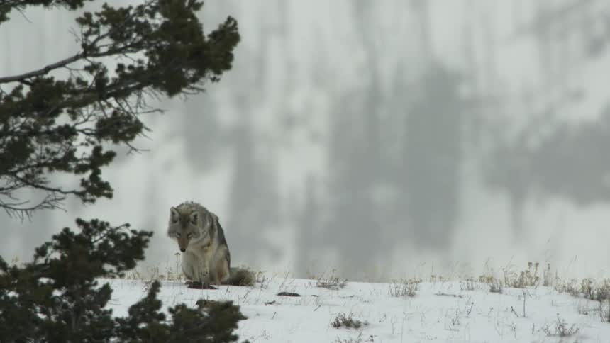 A coyote limps off into the woods on a snowy winter evening