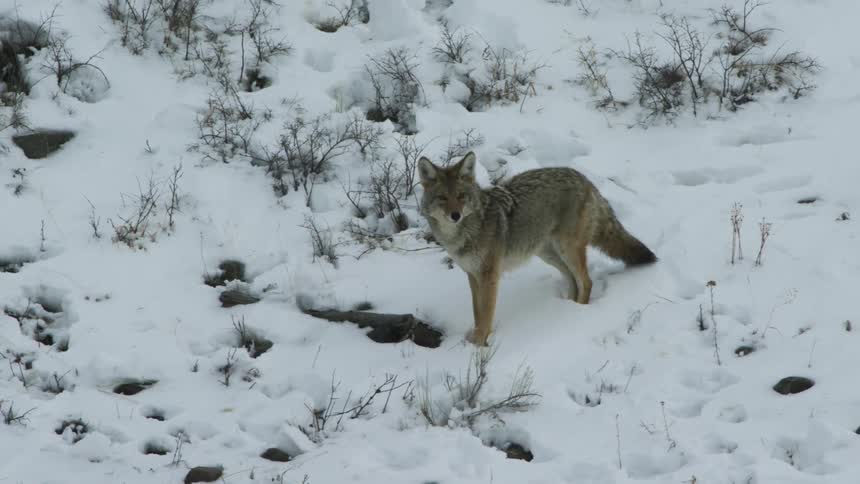 A coyote stands alert in a snowy landscape surrounded by sparse vegetation