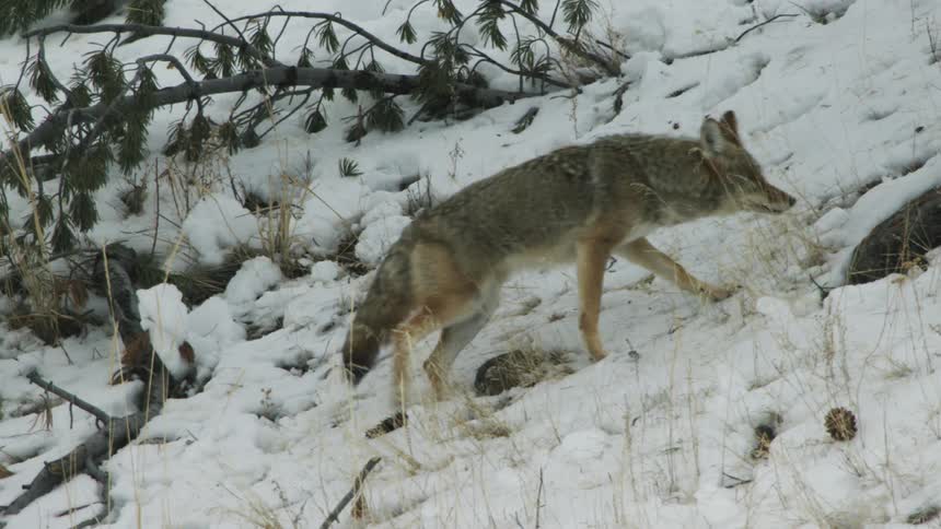 A coyote stands in the snow and stares then walks away