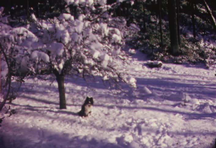A dog sits in the snow under a tree