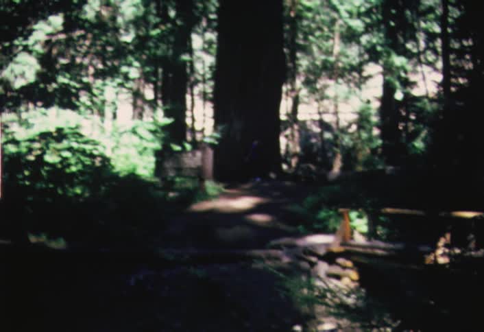 A vehicle passes down a road behind trees