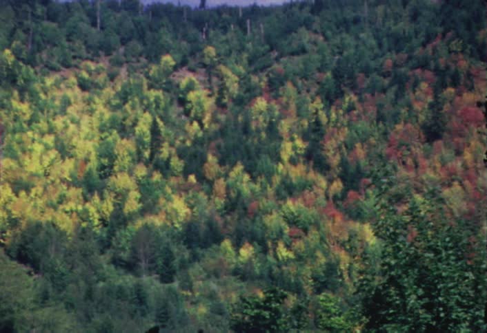 A patch of trees on a hillside exhibit autumn colors