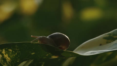 A slug crawls on the leaf