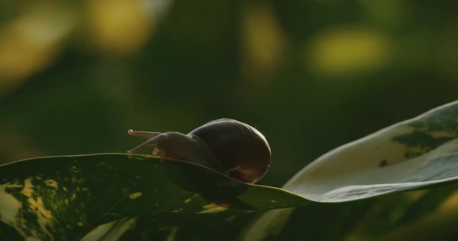A slug crawls on the leaf