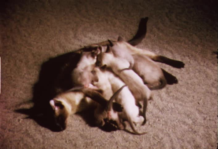 A cat and kittens lay on carpeted floor