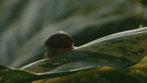 A single snail tucks itself into its shell while perched on a leaf
