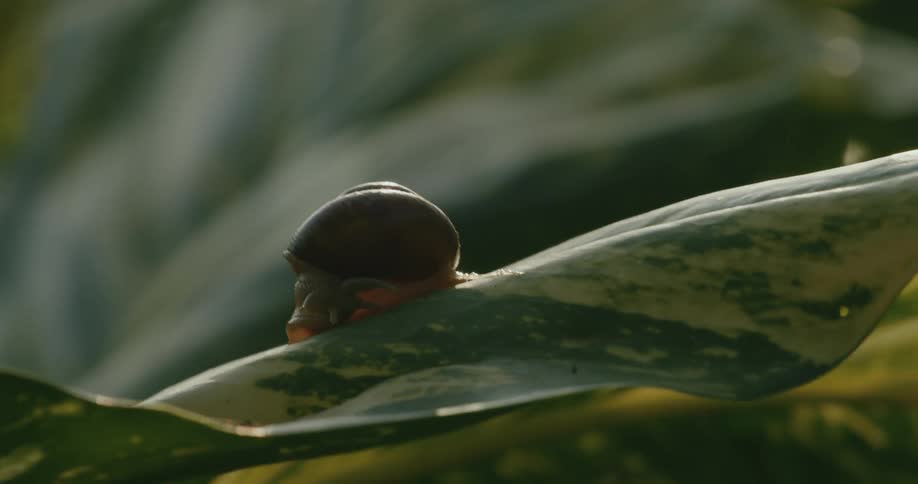 A single snail tucks itself into its shell while perched on a leaf
