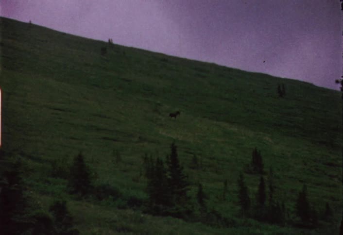 A horse walks across a hill on a cloudy day