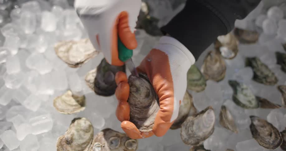 A pair of gloved hands takes an oyster from ice and opens it with a knife