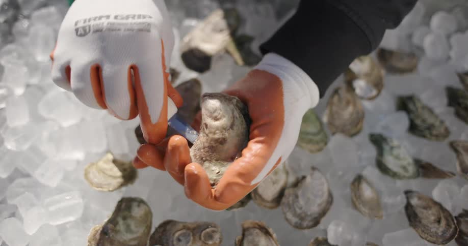 Gloved hands shucking an oyster over ice outdoors