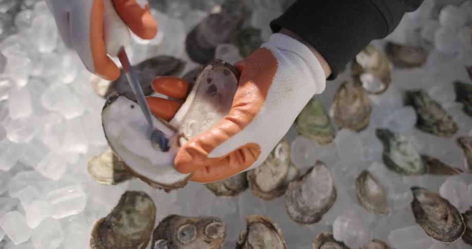 A pair of gloved hands use a knife to open an oyster freshly taken from ice