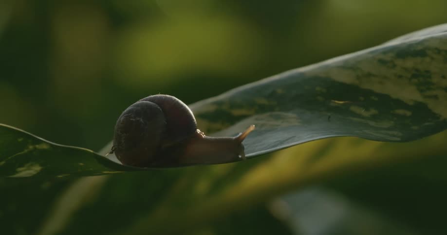 A snail sits on the leaf of a plant