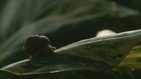 A snail slowly crawls along the surface of a large green leaf
