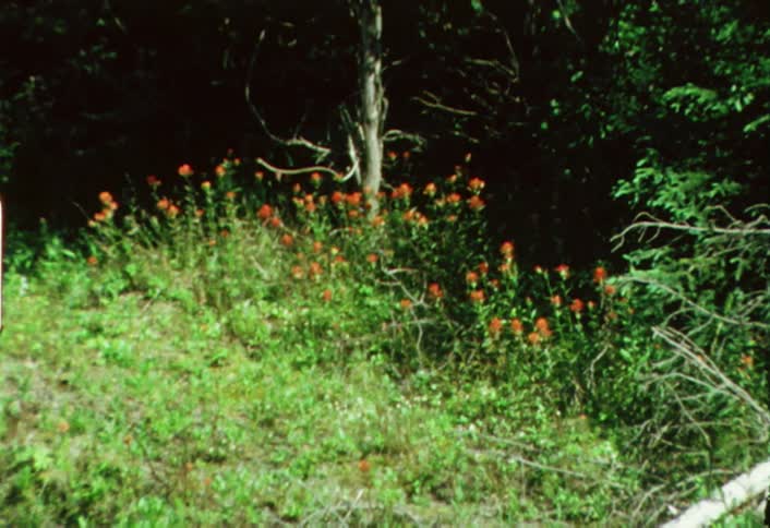 A film of a field with flowers and trees and zooming into the flowers