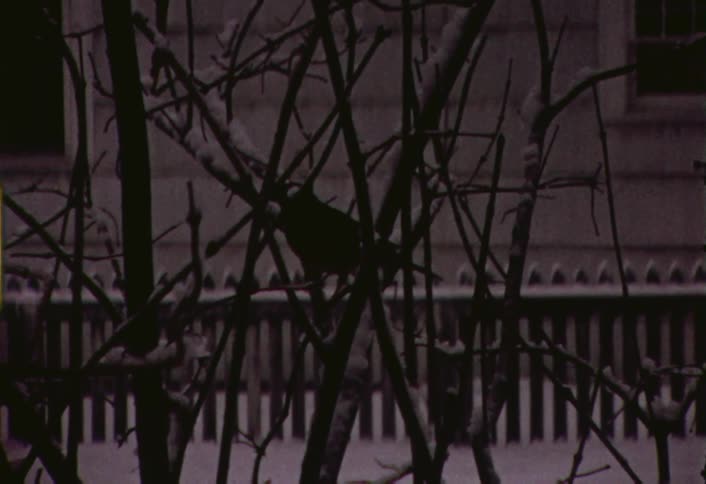 A bird sitting on a bare tree branch