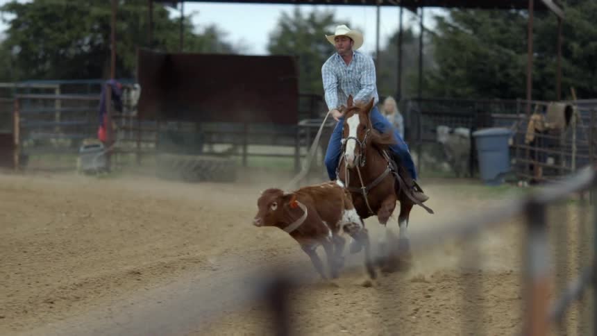 Cowboy on his horse roping a calf as it's running away from him