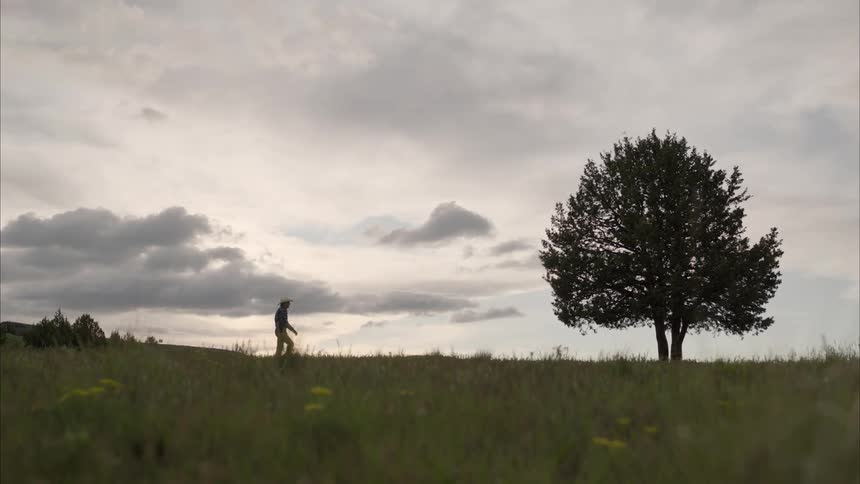 A man walks through the field towards a tree
