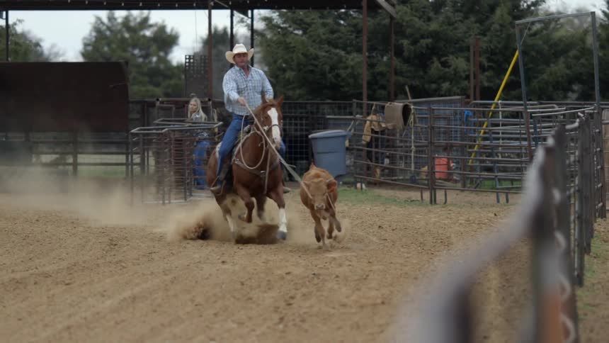 A man tries to rope a calf