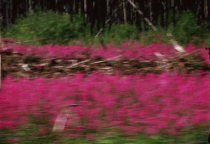Passing view of magenta colored flowers alongside a road