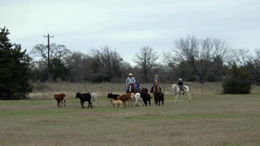 People on horseback are herding a small group of cattle