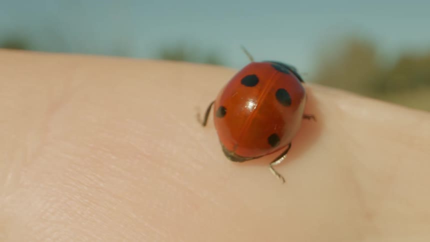 A ladybug crawls on someones skin