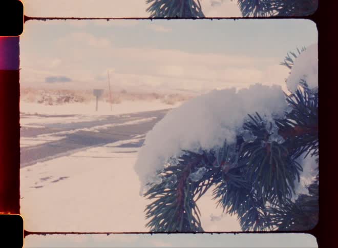 Close on a conifer covered by snow while it is snowing on the side of a road during the day