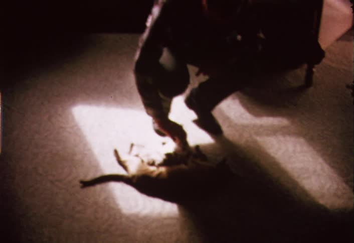A boy leans down to pet cats