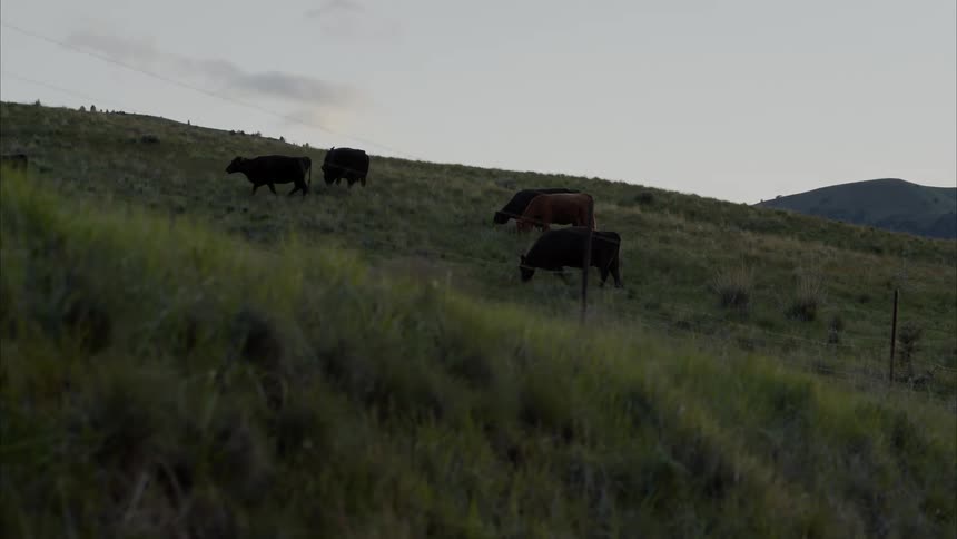 Cows grazing on a grassy field