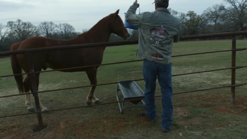 A man pours feed from a bucket into a trough near where a horse is standing