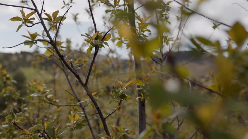 Slender branches with small green leaves in the countryside