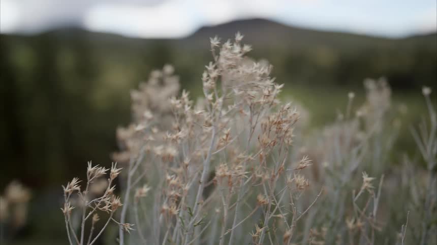 Plants in a meadow swaying against the wind on a sunny day
